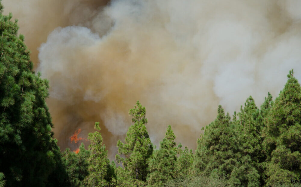 Incendi in Gironda, Francia