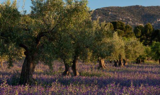 Giacenze di olio d'oliva in Italia