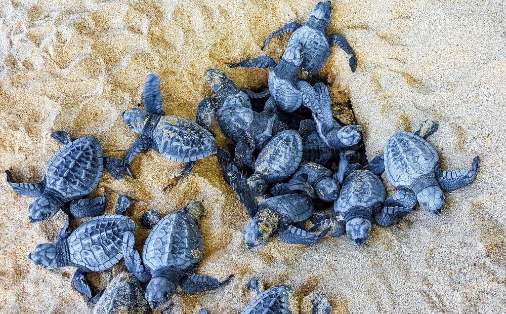 Nidi di Caretta caretta lungo le coste italiane
