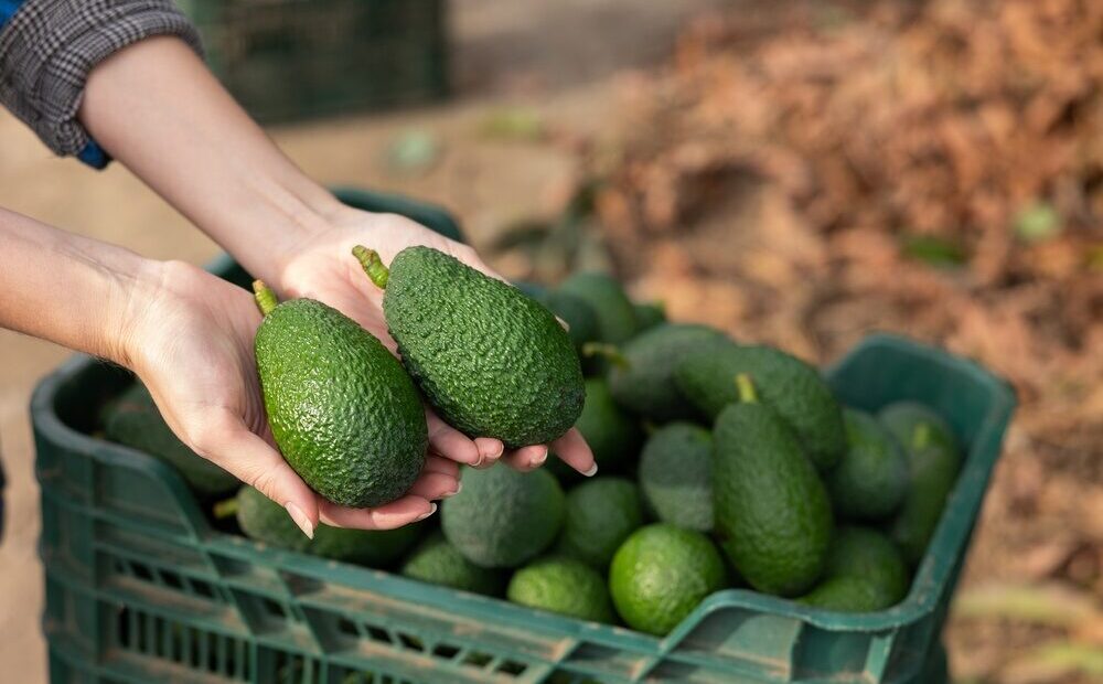 Impianto di avocado Halaesa in Sicilia