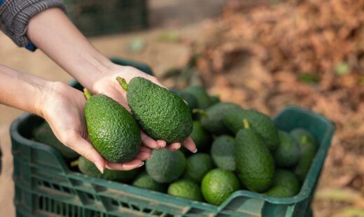 Impianto di avocado Halaesa in Sicilia