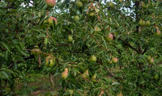 Pere italiane pronte per l'export