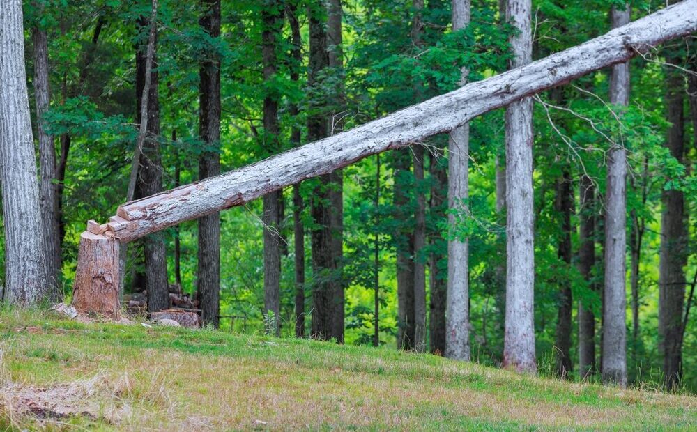 Aumento dei costi produttivi dei pannelli in legno