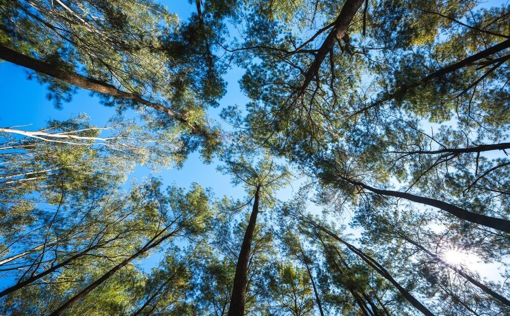 Alberi piantati in Italia