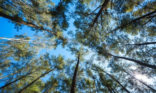 Alberi piantati in Italia