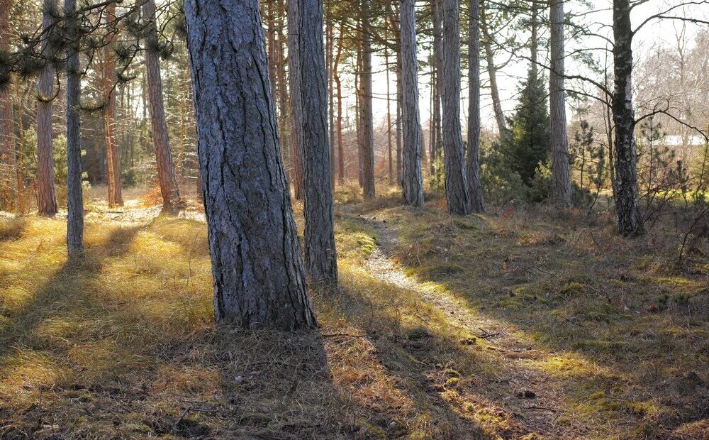 Piantumazione di alberi in Italia